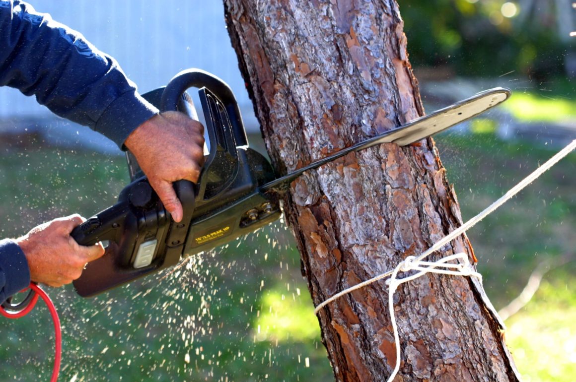 Hiring Tree Service Professionals To Handle Your Trees - Santa Fe Merimbula
