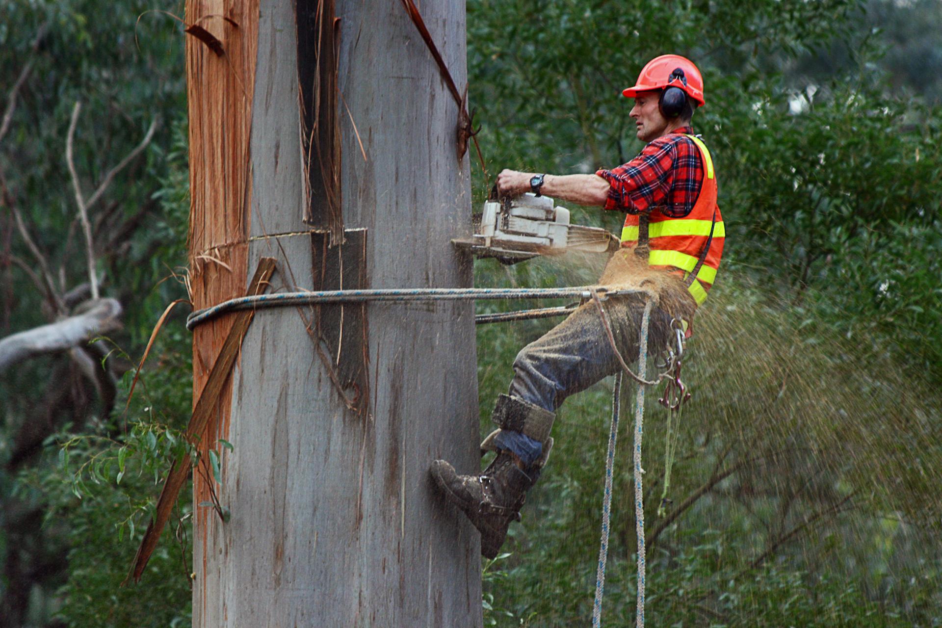 Tree Surgeons